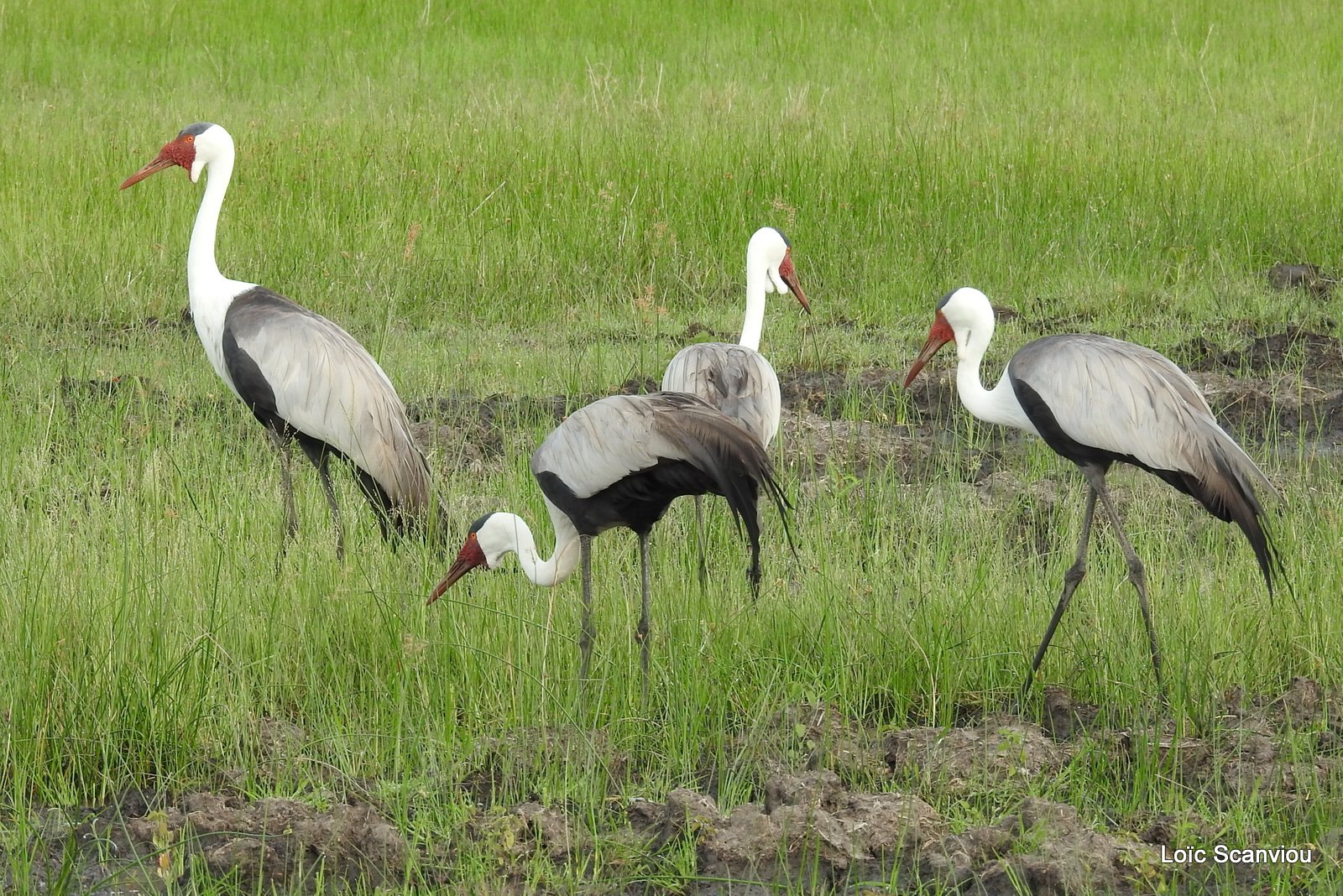 Grue caronculée/Wattled Crane (5)