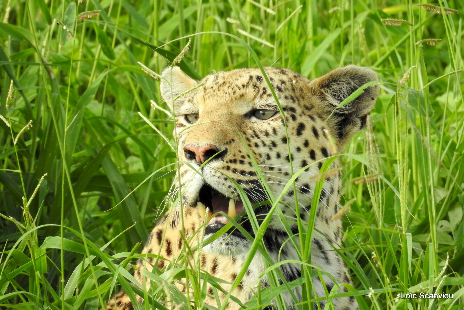 Léopard/Leopard (59)