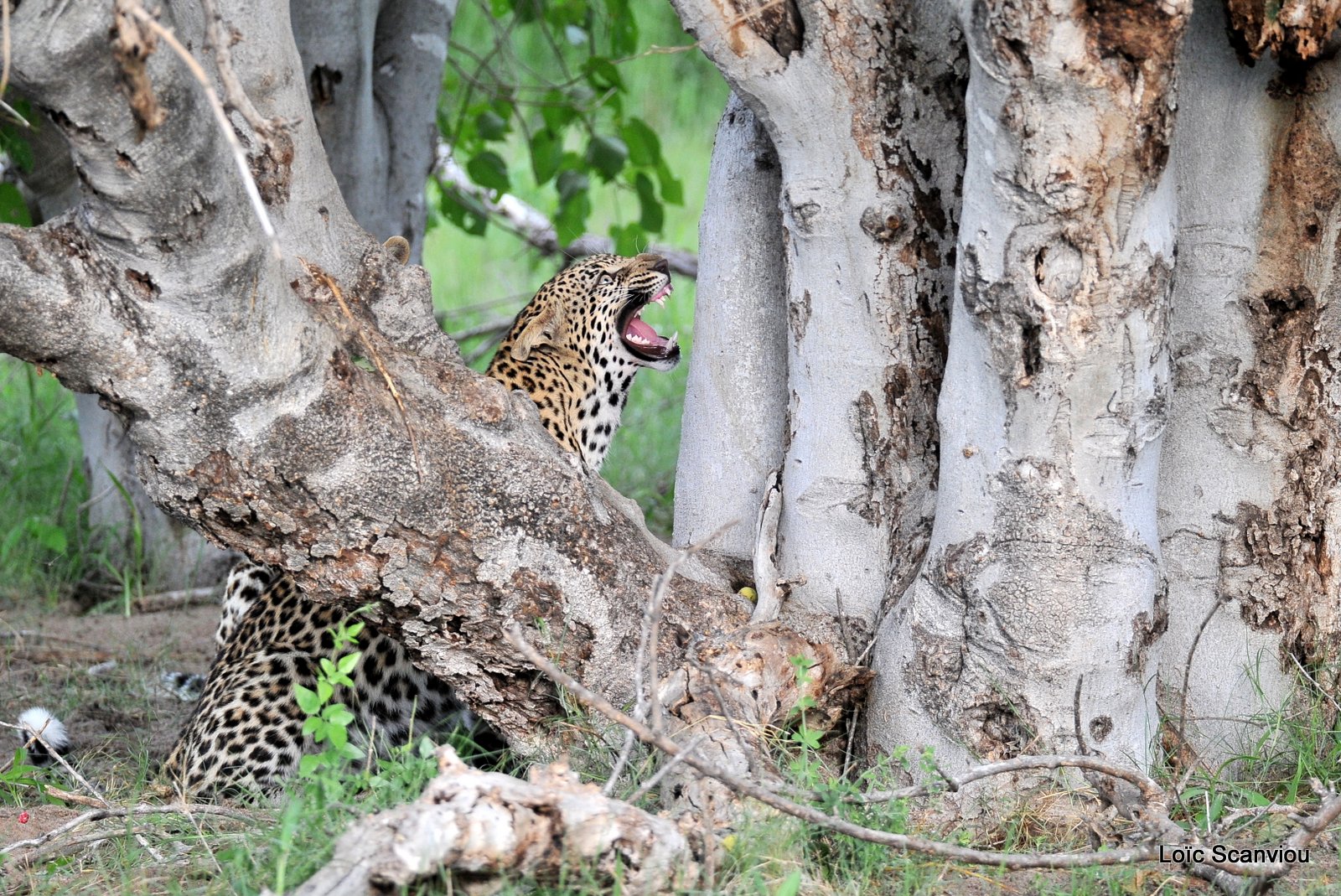 Léopard/Leopard (3)