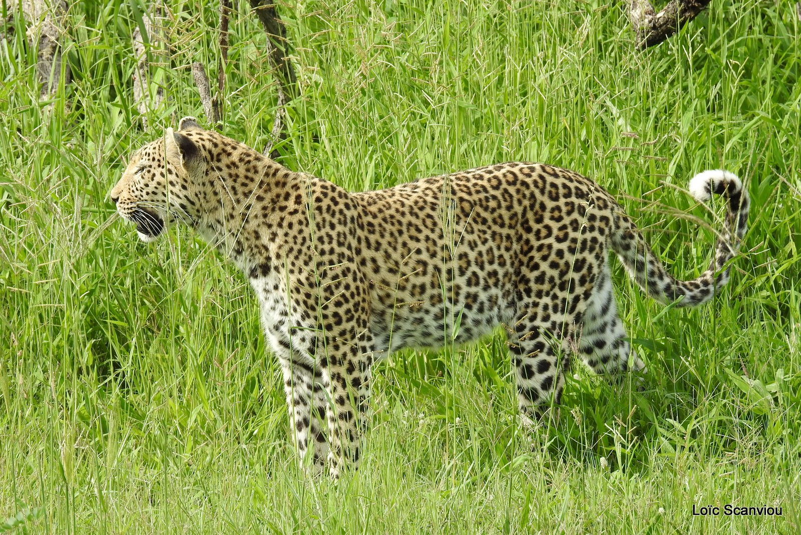 Léopard/Leopard (60)