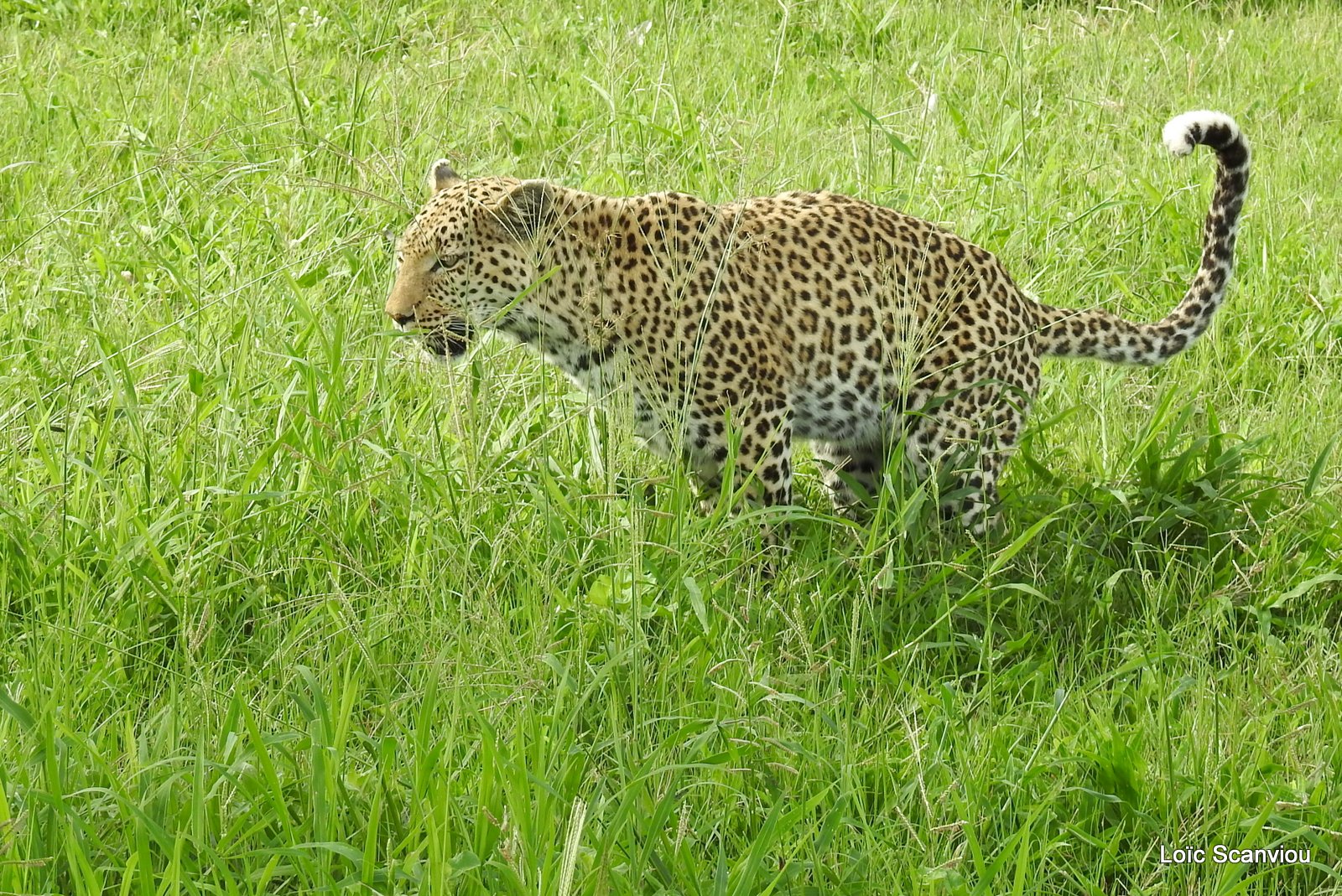 Léopard/Leopard (61)