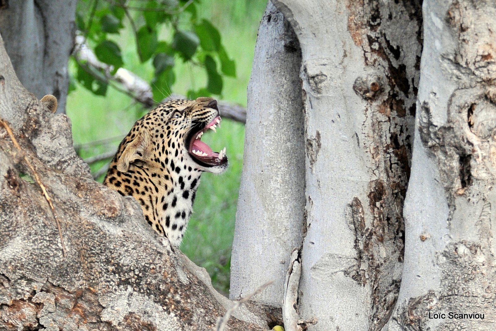 Léopard/Leopard (4)