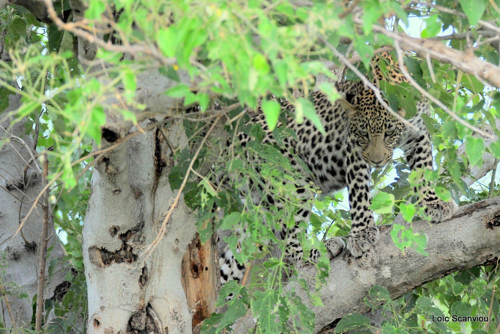 Léopard/Leopard (6)