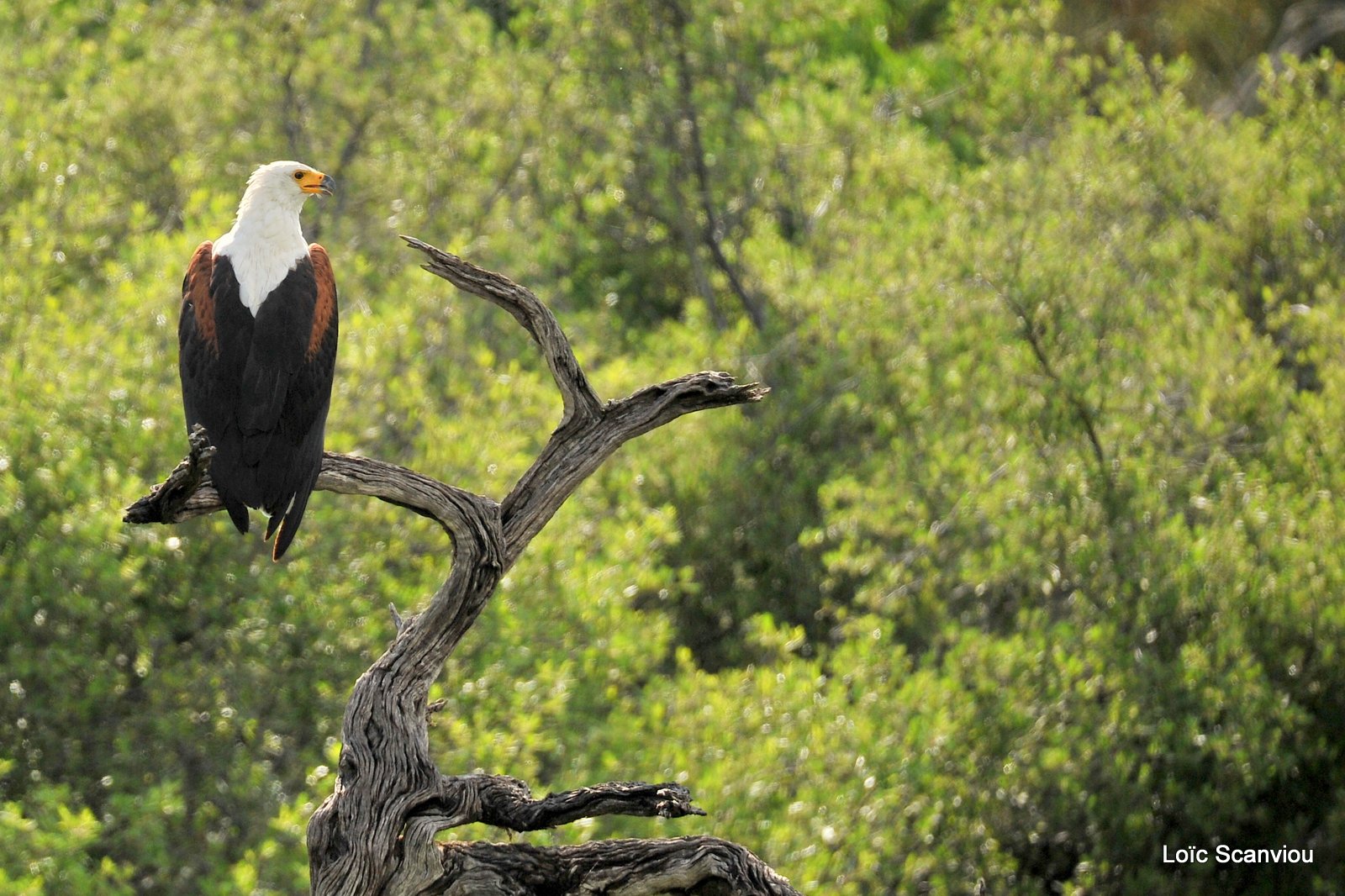 Pygargue vocifère/African fish Eagle (1)