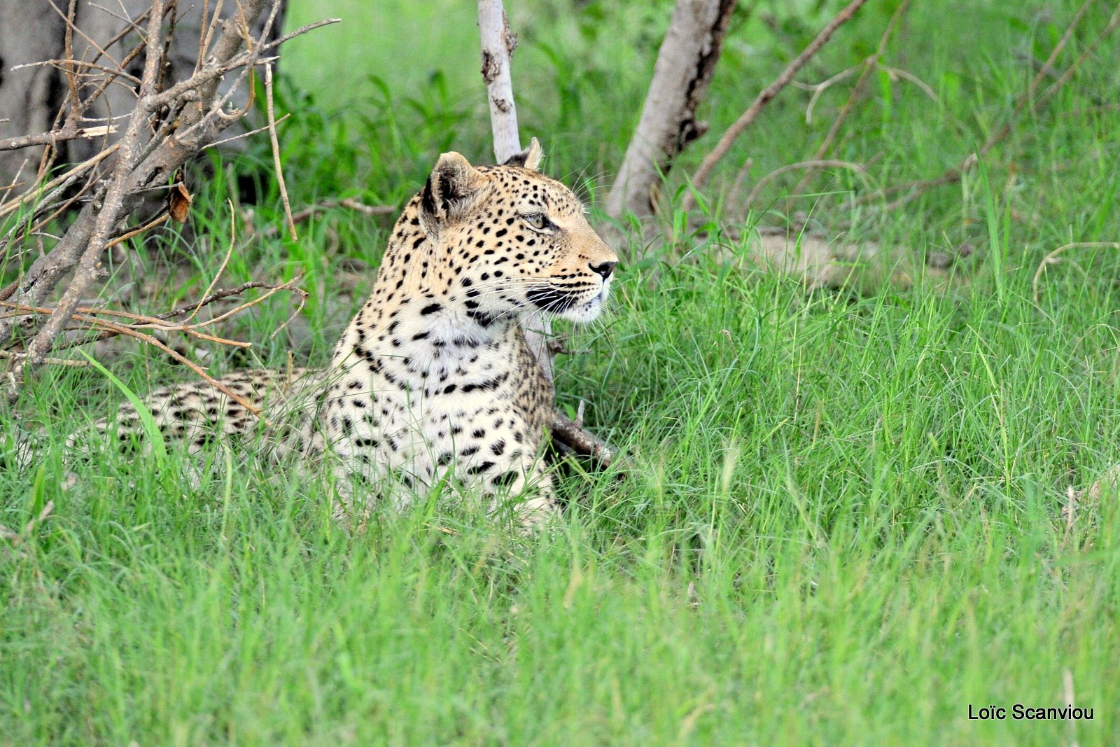 Léopard/Leopard (7)