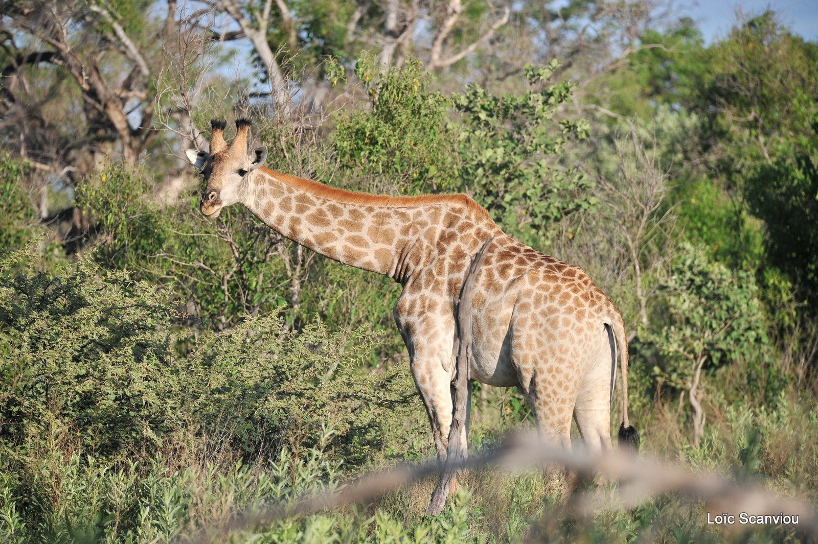 Girafe du Sud/Southern Giraffe (1)