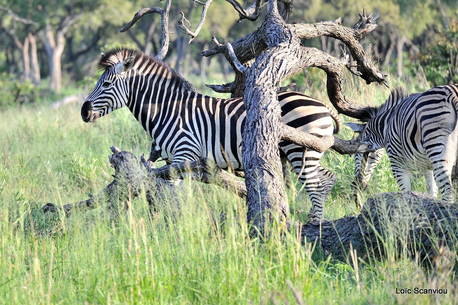 Zèbres/Zebras (2)