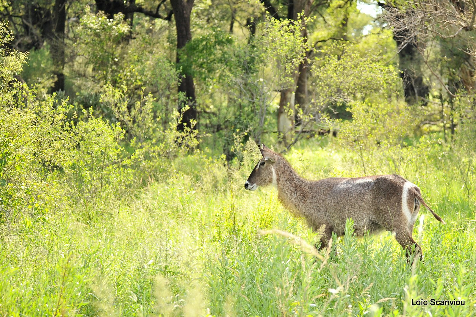 Cobe à croissant/Waterbuck (1)