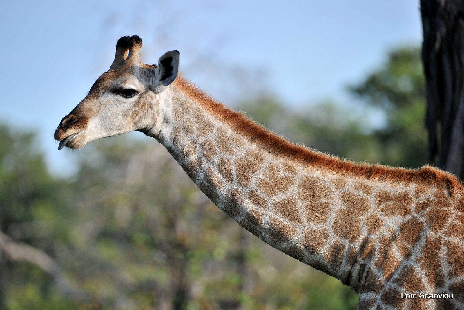 Girafe du Sud/Southern Giraffe (2)