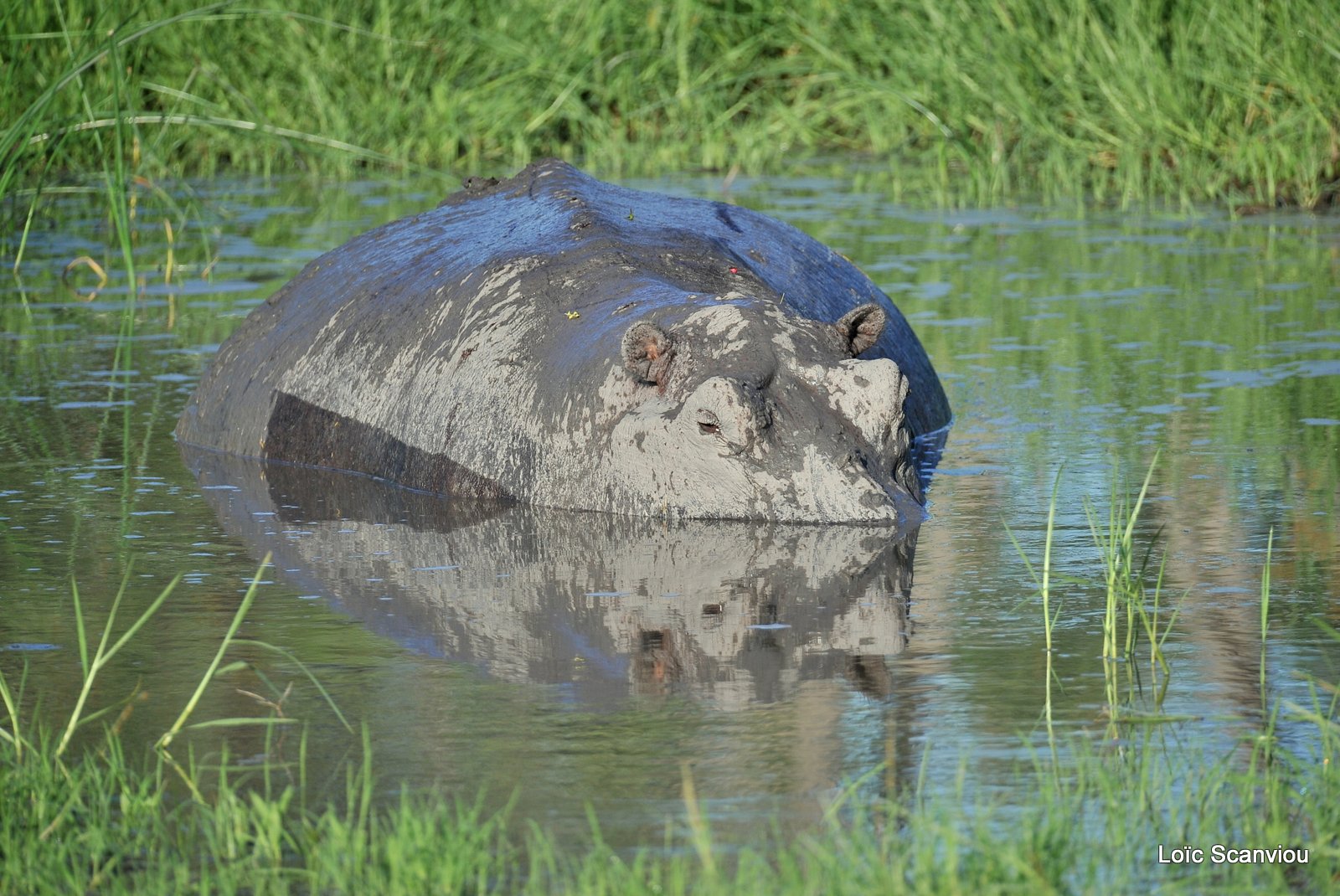 Hippopotame amphibie/Hippopotamus (1)