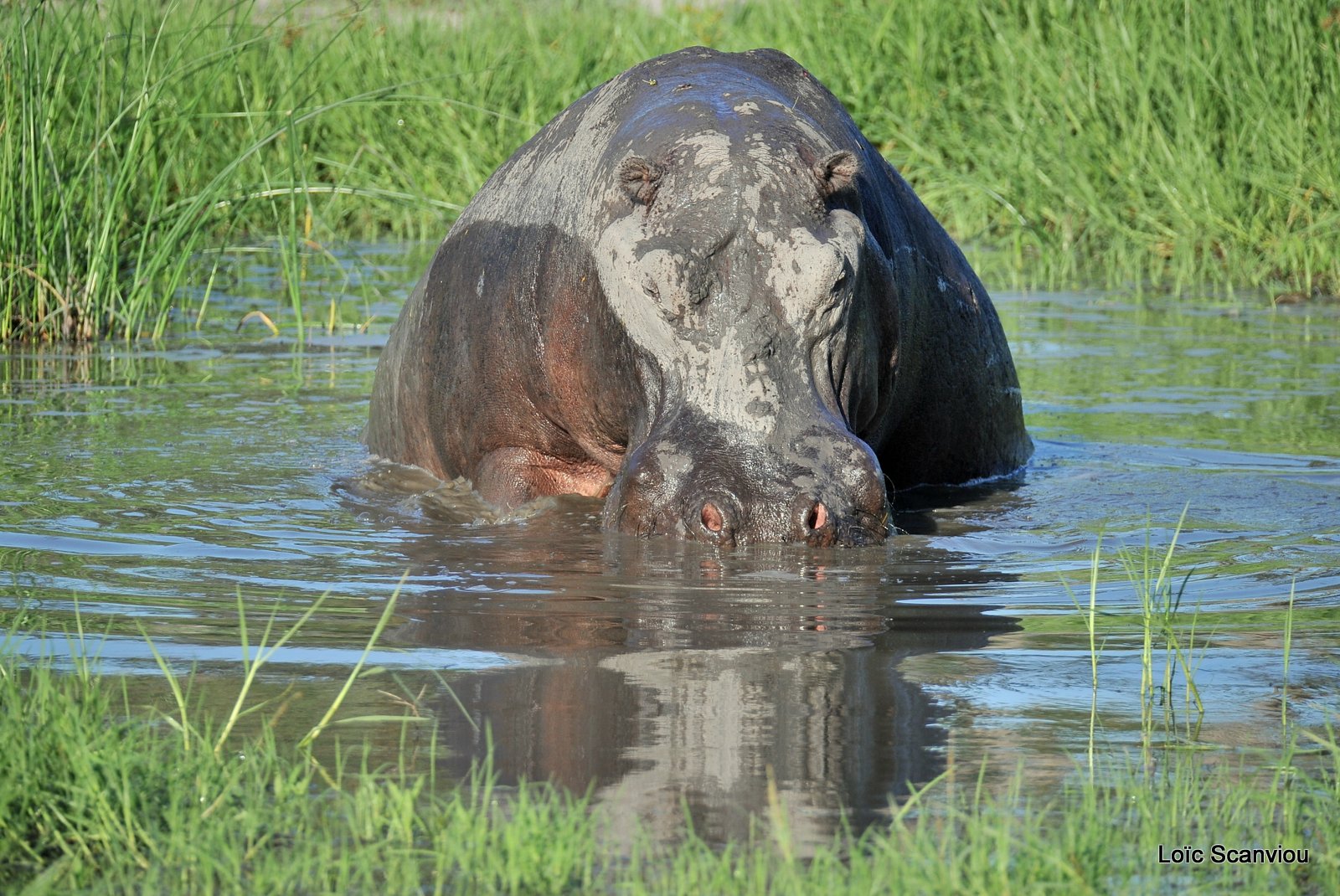 Hippopotame amphibie/Hippopotamus (3)