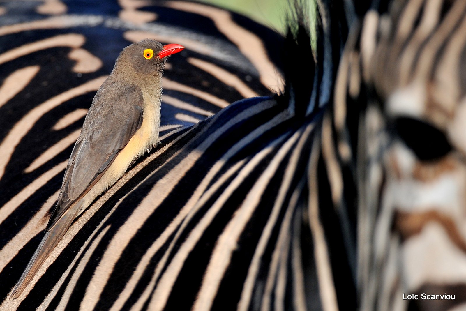 Pique-bœuf à bec rouge/Red-billed Oxpecker (1)