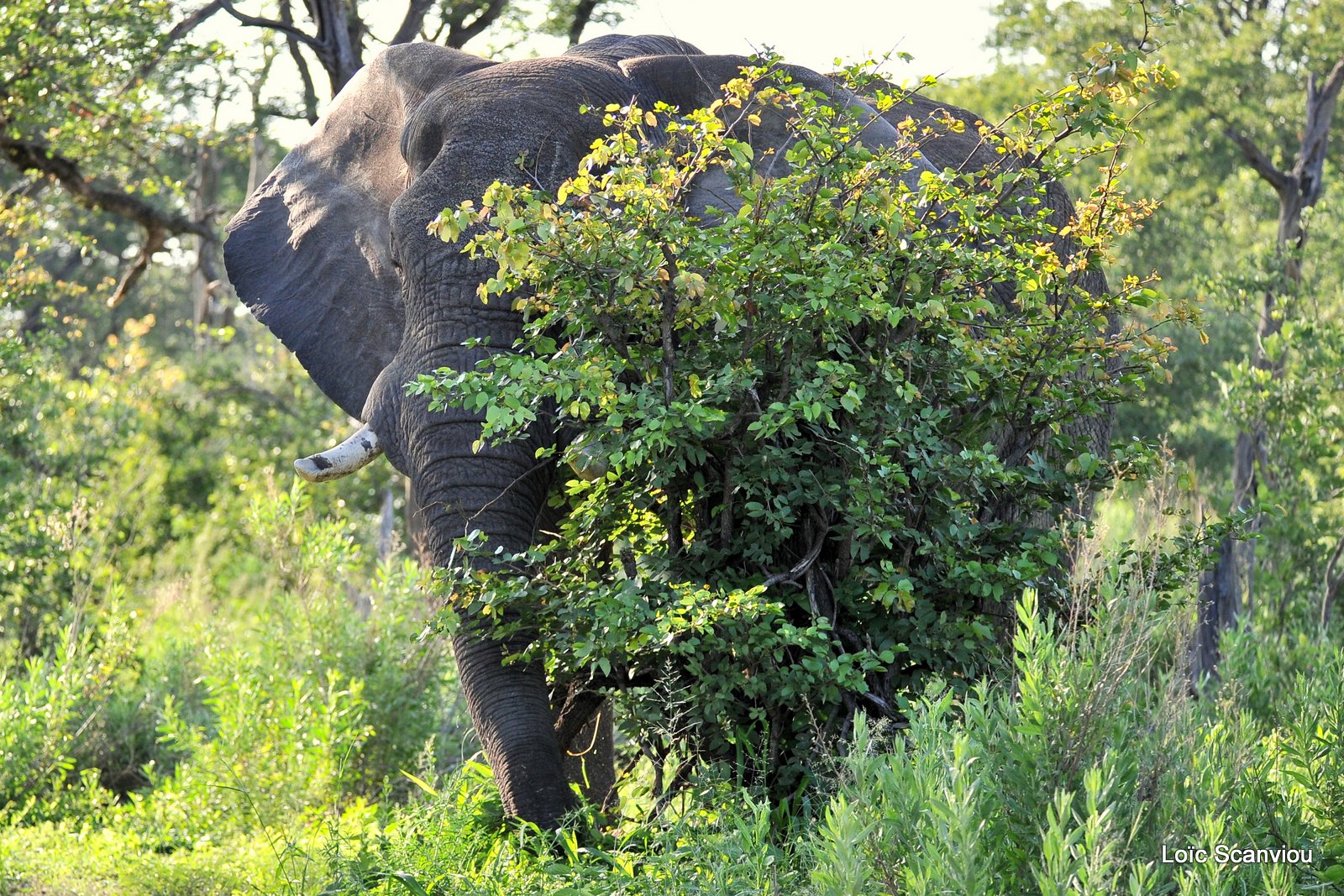 Eléphant d'Afrique/African Elephant (2)