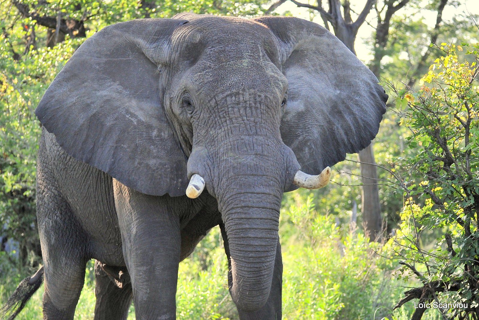 Eléphant d'Afrique/African Elephant (3)