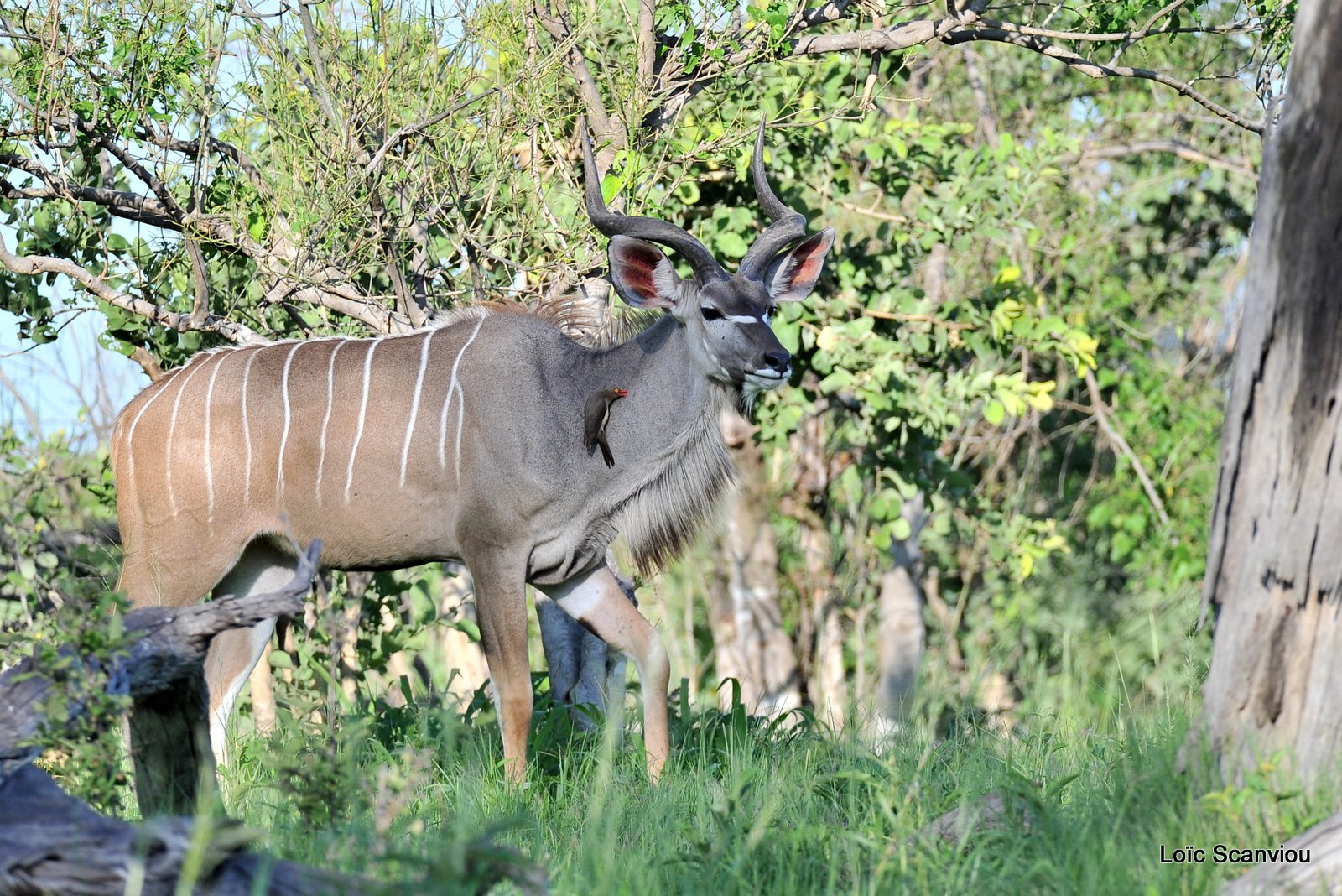 Grand koudou/Greater Kudu (1)