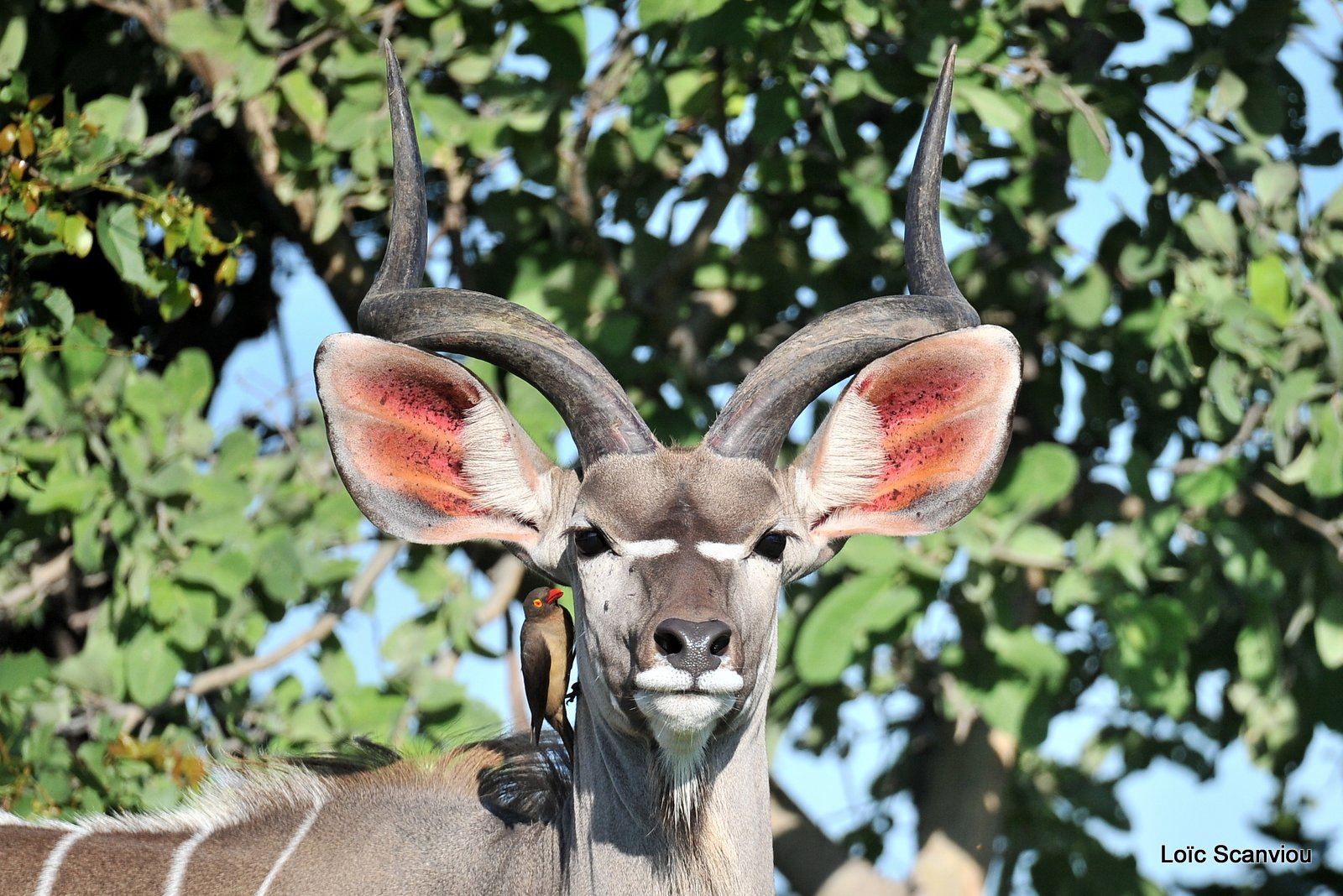 Grand koudou/Greater Kudu (3)