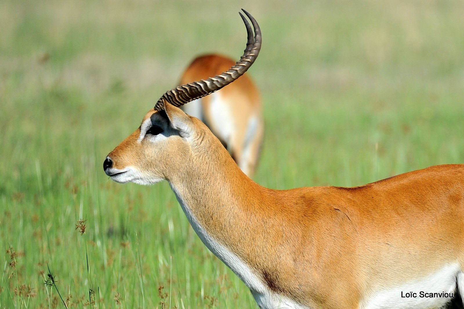 Cobe de Lechwe/Red Lechwe (1)