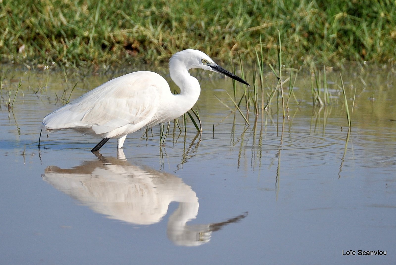 Aigrette garzette/Little Egret (1)