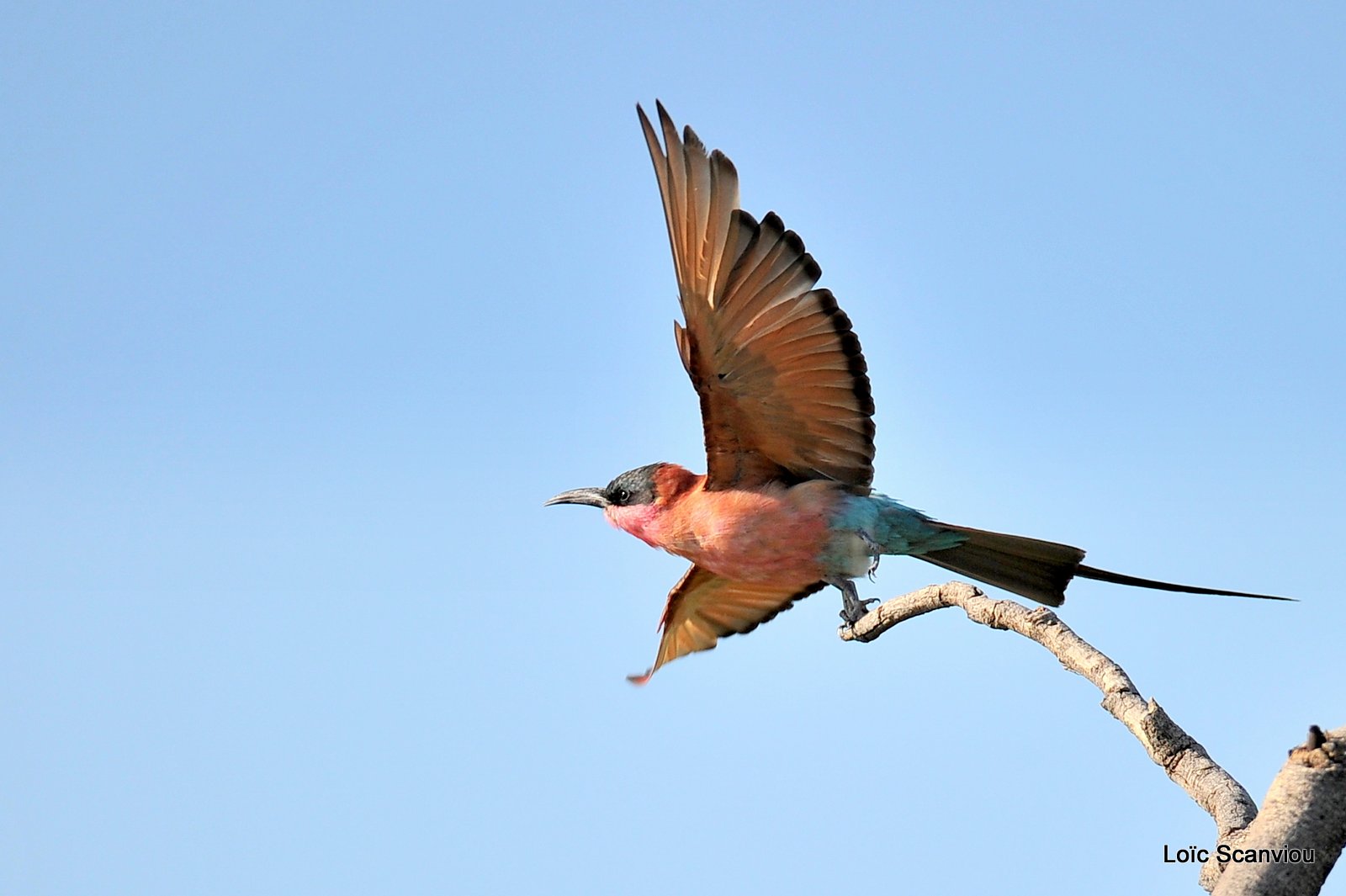 Guêpier carmin/Southern Carmine Bee-eater (1)