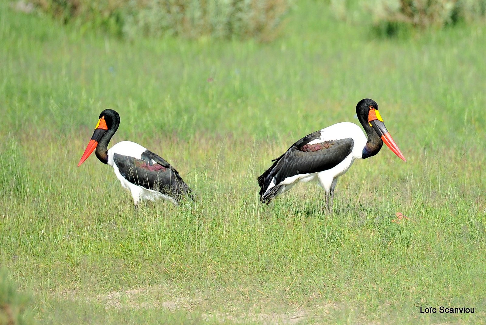 Jabiru d'Afrique/Saddle-billed Stork (1)