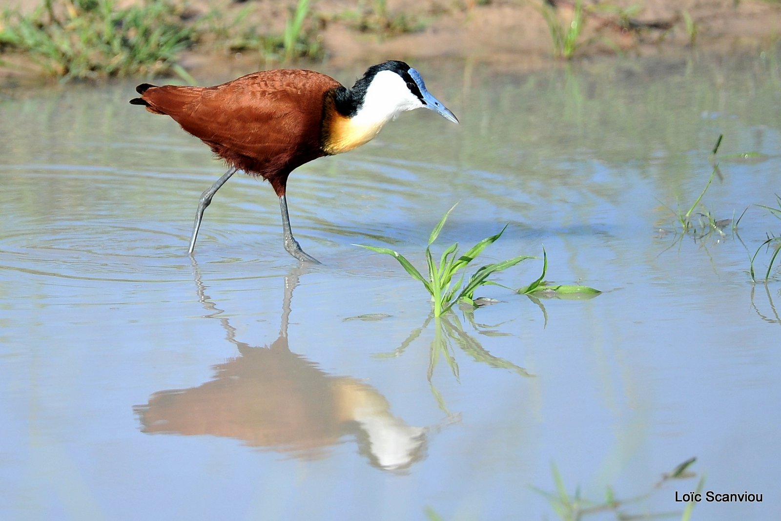 Jacana à poitrine dorée/African Jacana (1)