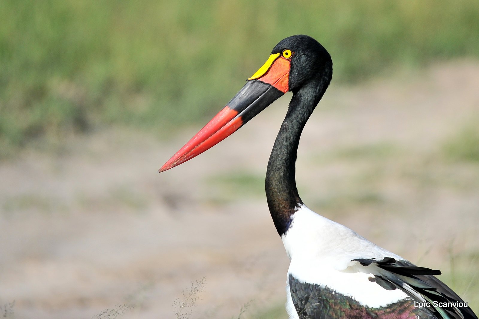 Jabiru d'Afrique/Saddle-billed Stork (2)