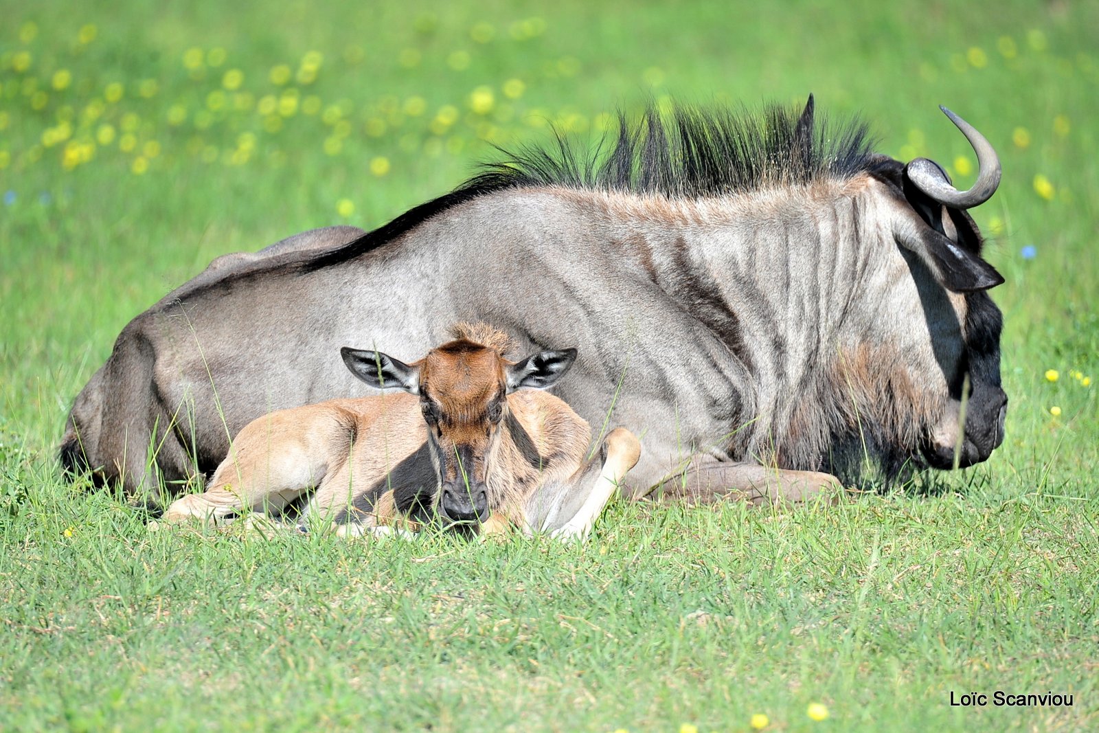 Gnou bleu/Wildebeest (1)