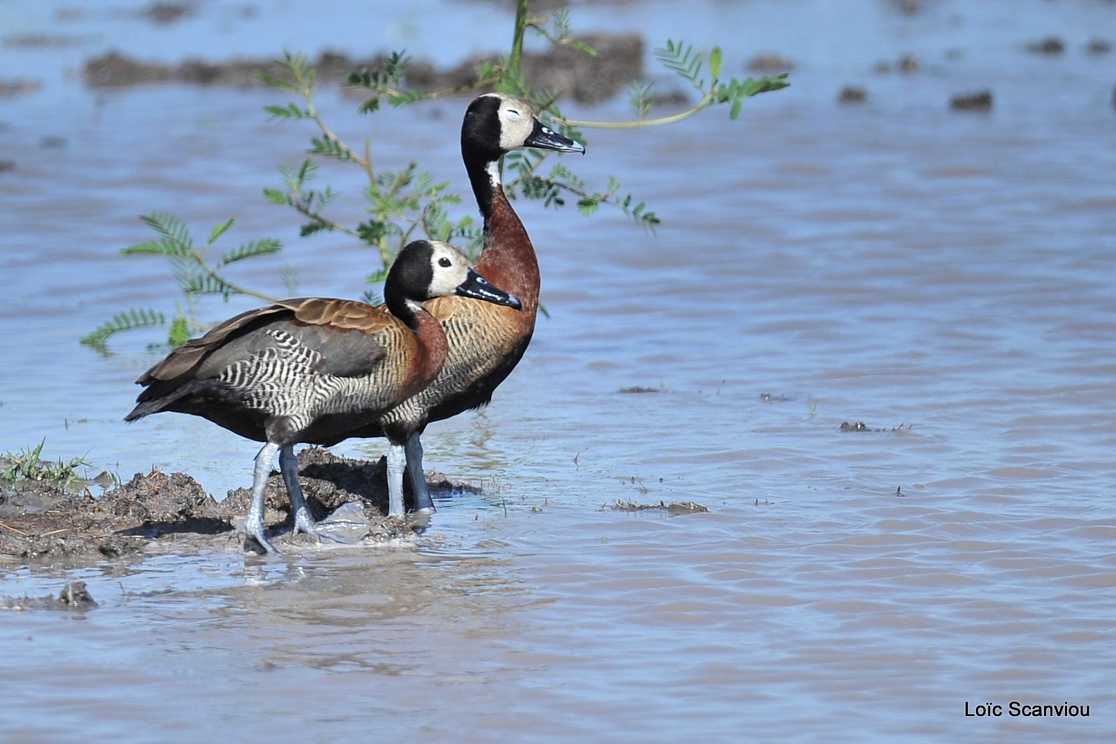 Dendrocygne veuf/White-faced Whistling Duck (1)