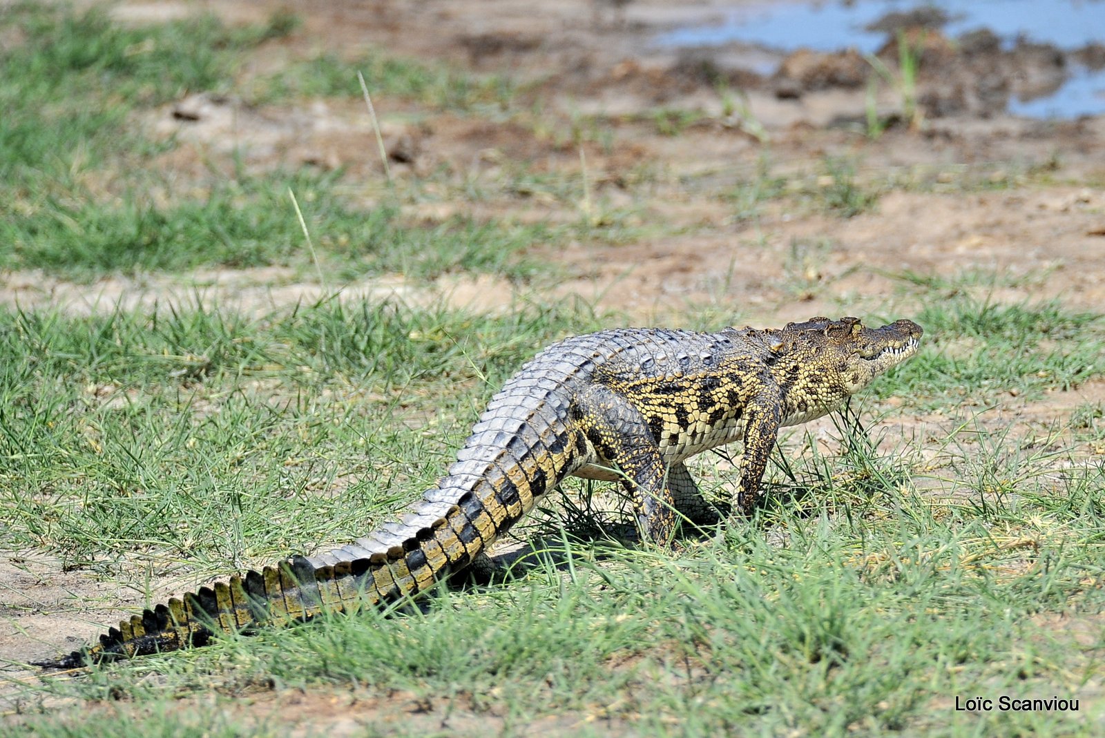 Crocodile du Nil/Nile Crocodile (1)