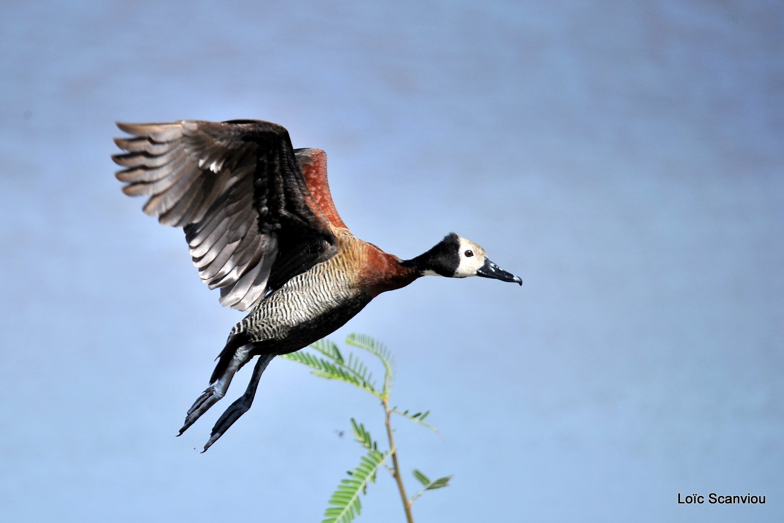 Dendrocygne veuf/White-faced Whistling Duck (2)