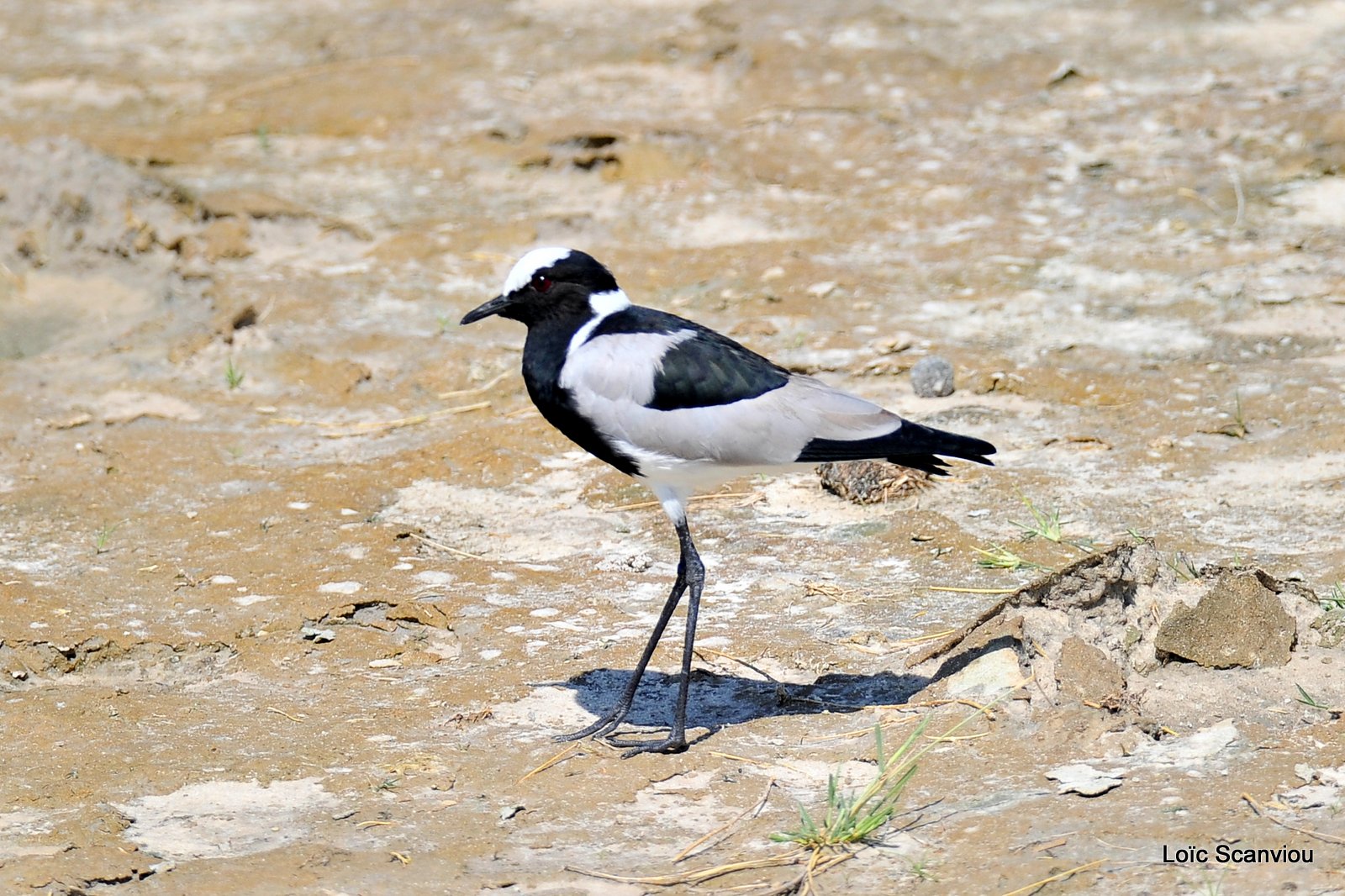 Vanneau armé/Blacksmith Lapwing (1)