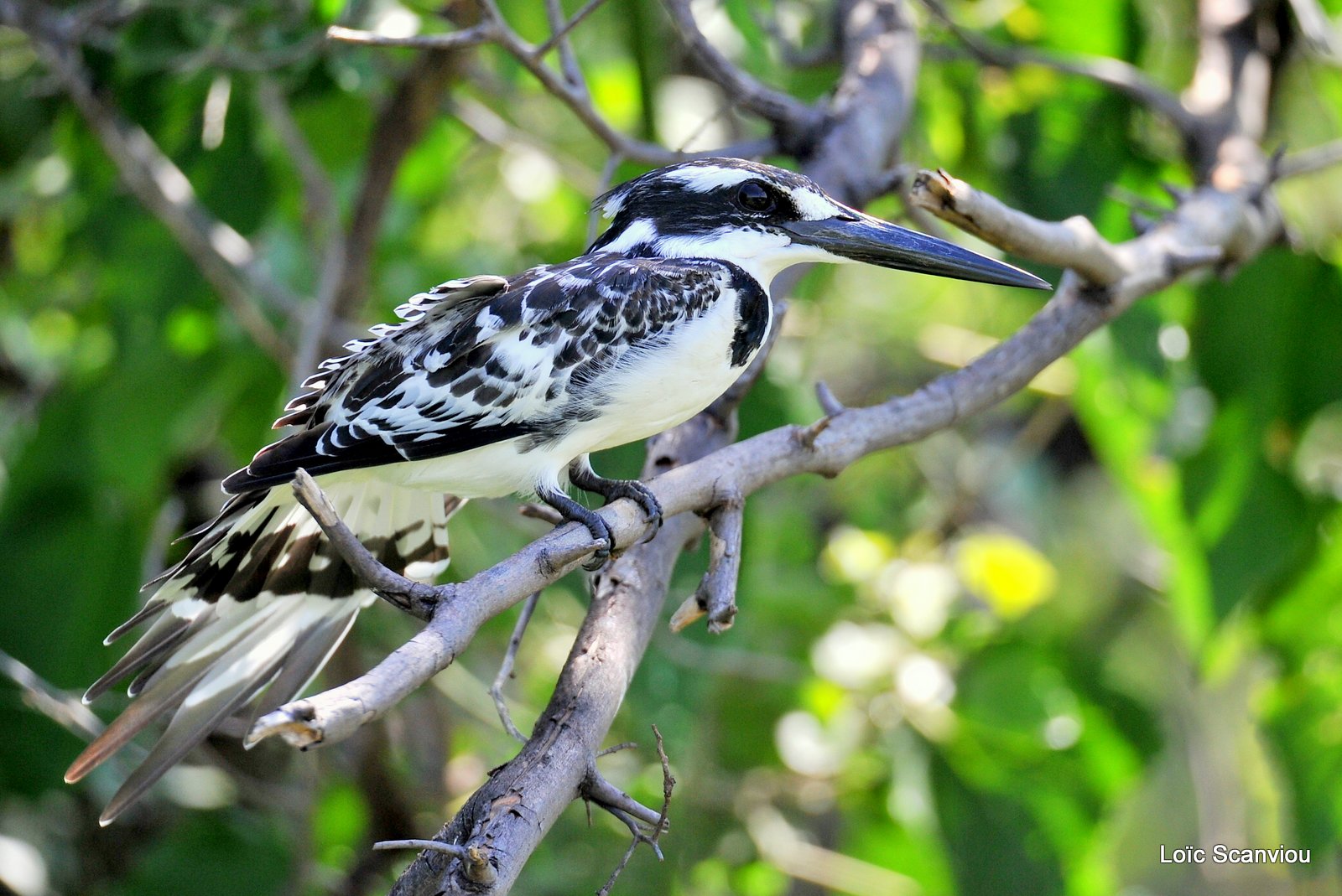 Martin-pêcheur pie/Pied Kingfisher (1)