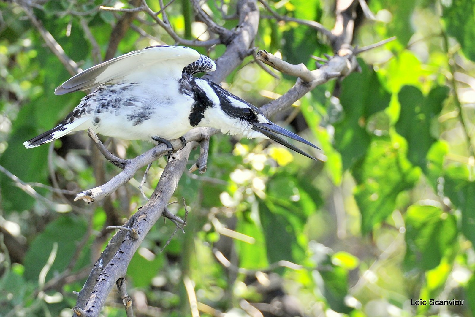 Martin-pêcheur pie/Pied Kingfisher (2)