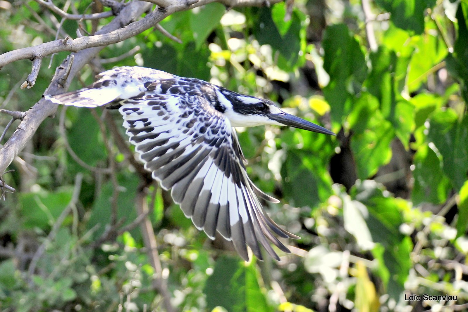 Martin-pêcheur pie/Pied Kingfisher (3)