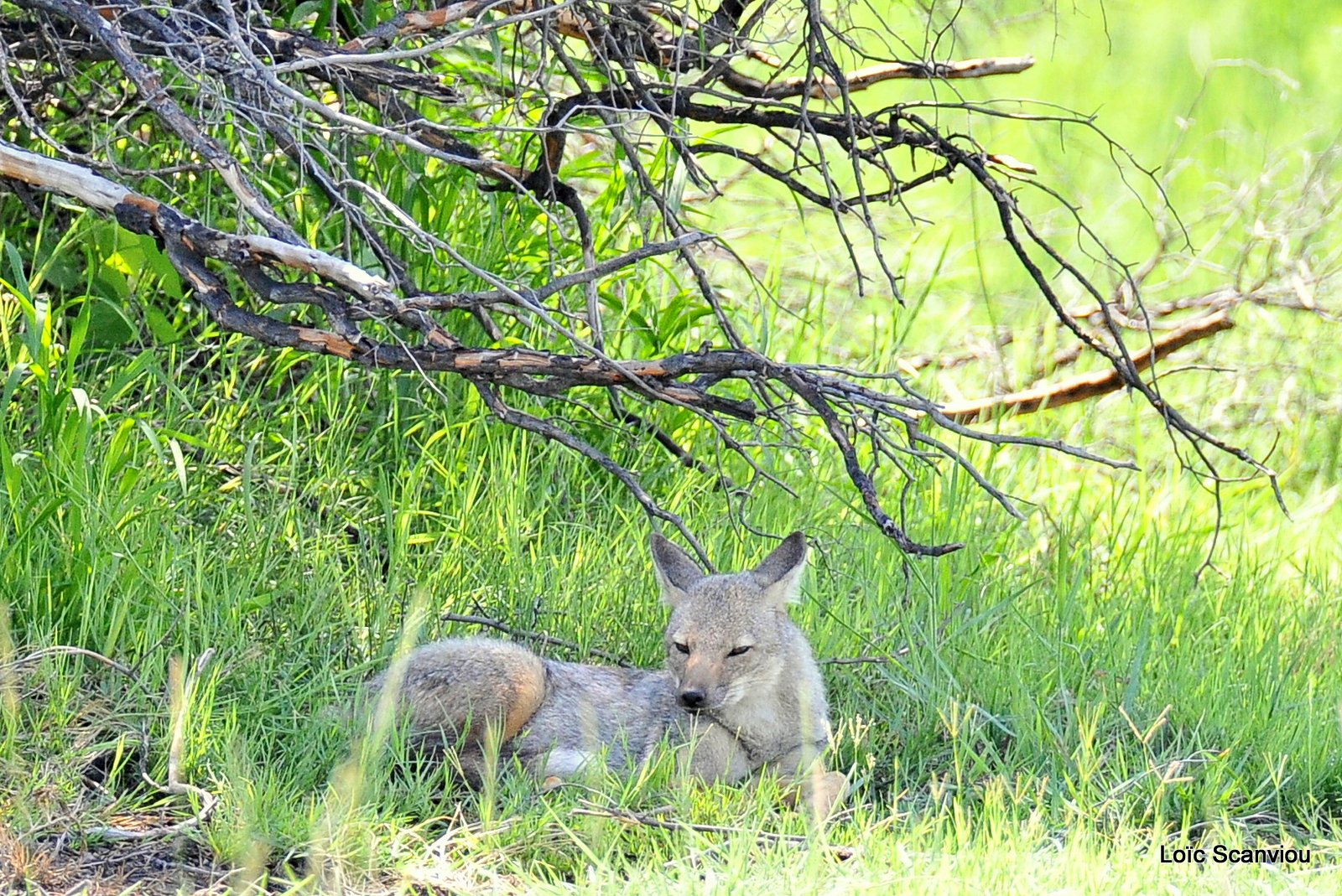 Chacal à flancs rayés/Side-striped Jackal (1)