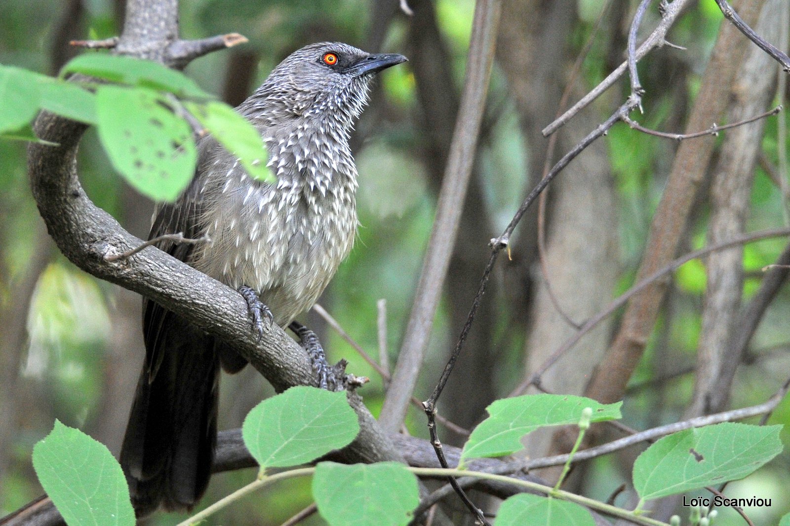 Cratérope fléché/Arrow-marked Babbler (1)