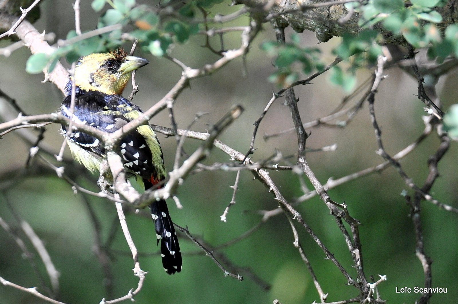 Barbican promépic/Crested Barbet (1)