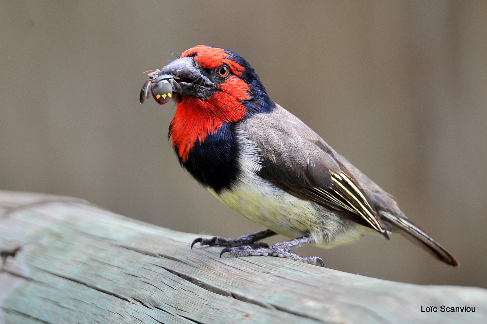 Barbican à collier/Black-collared Barbet (1)