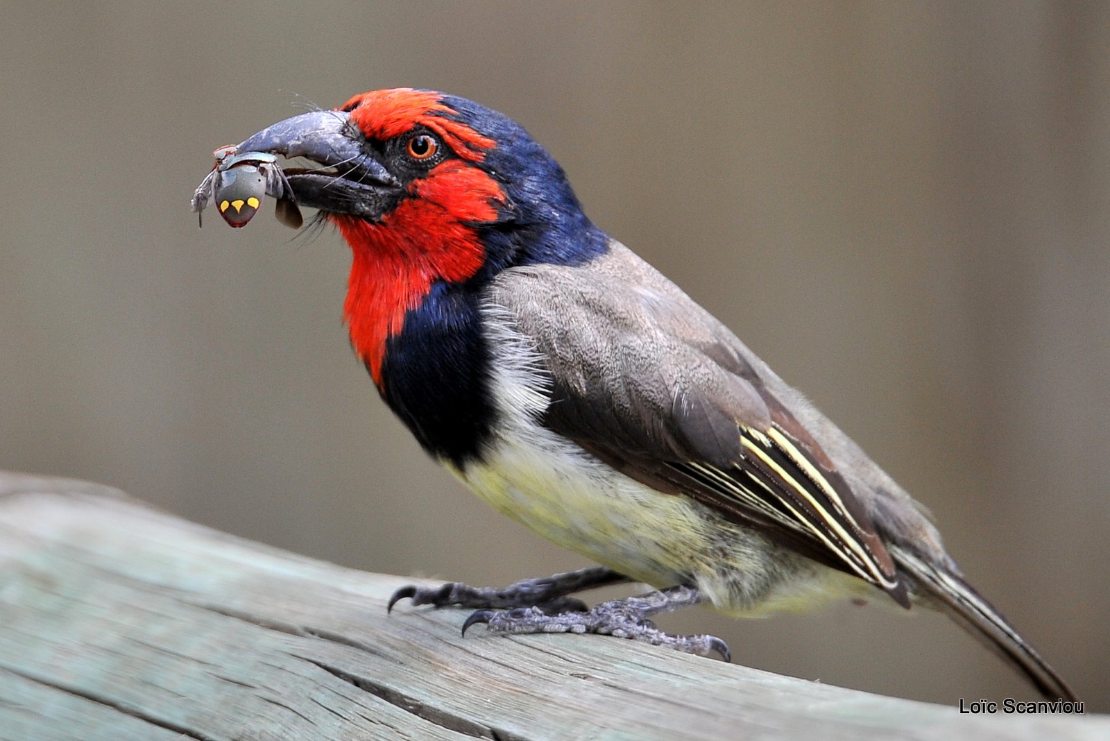 Barbican à collier/Black-collared Barbet (2)