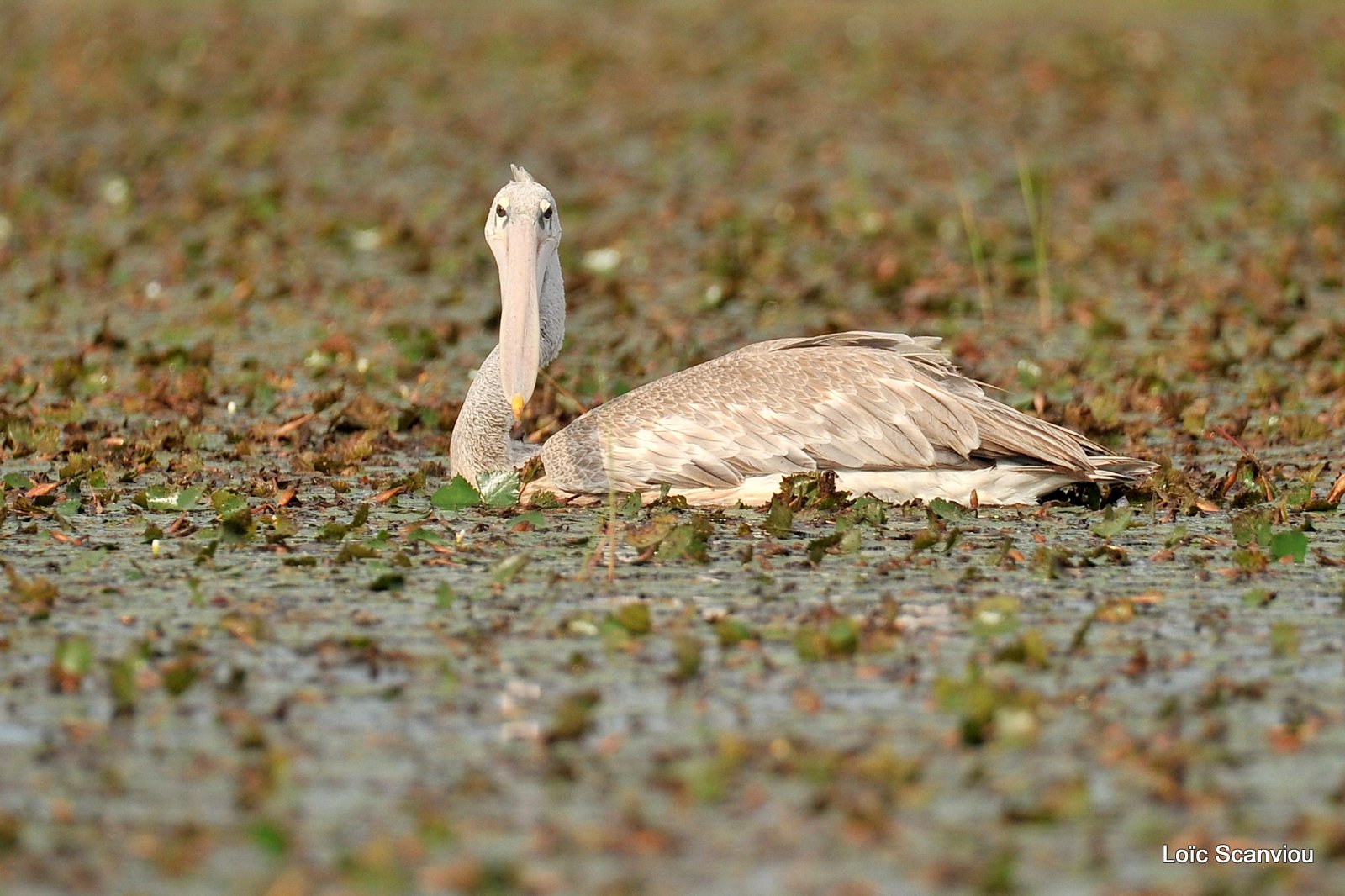 Pélican gris/Pink-backed Pelican (1)