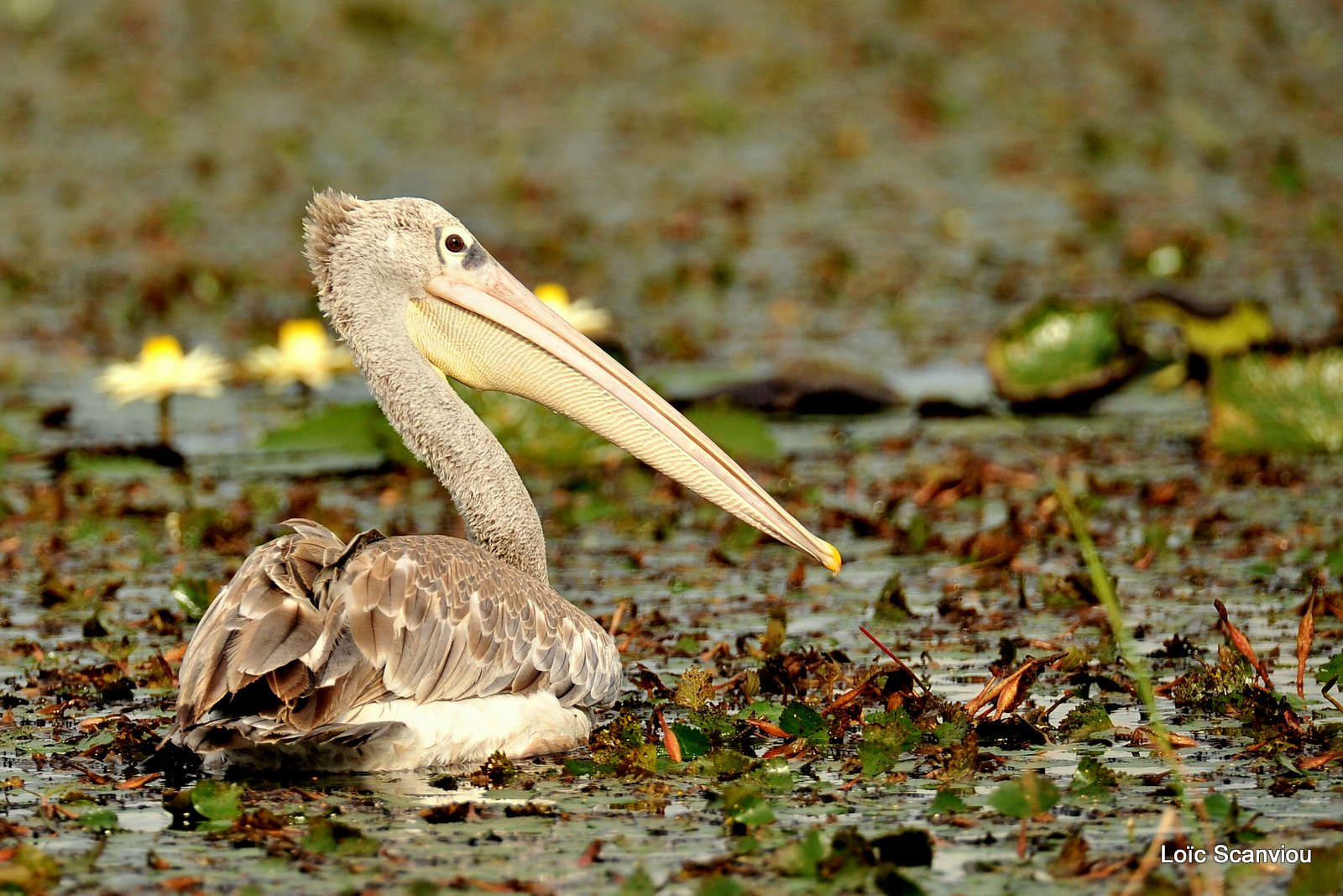 Pélican gris/Pink-backed Pelican (2)