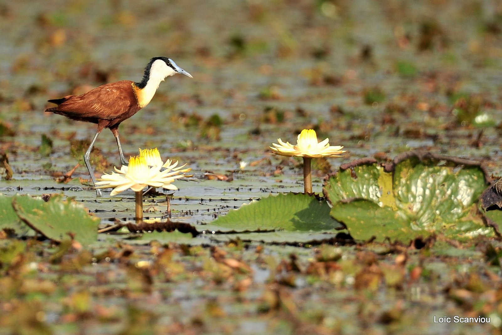 Jacana à poitrine dorée/African Jacana (2)