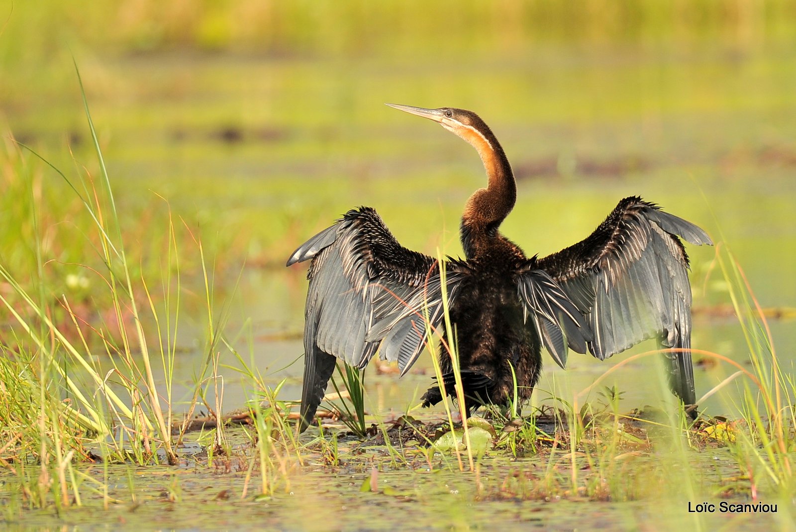 Anhinga d'Afrique/African Darter (1)