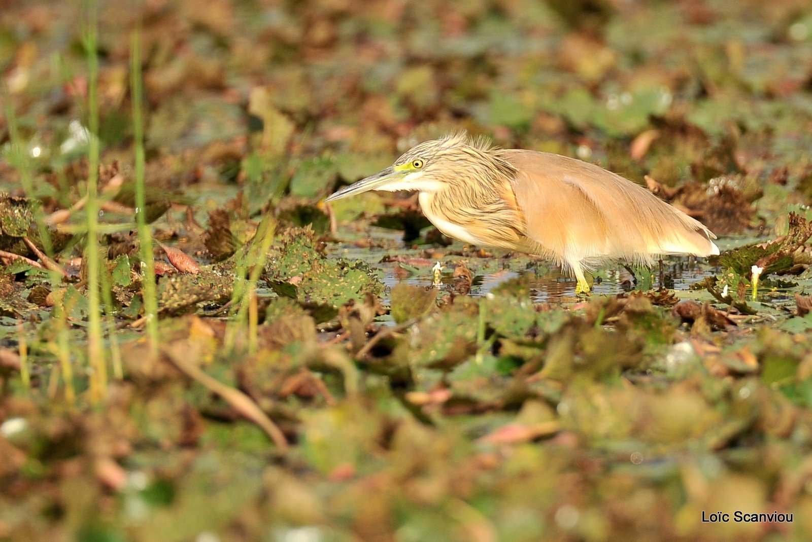 Crabier chevelu/Squacco Heron (1)