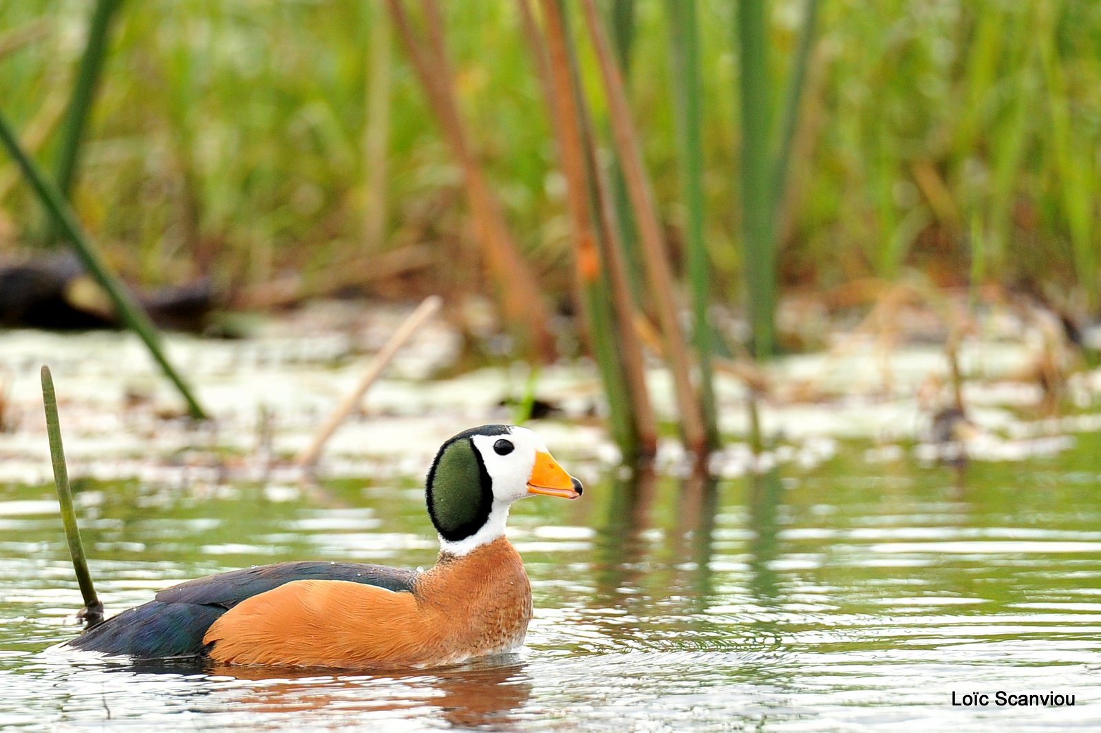 Anserelle naine/African Pygmy Goose (1)