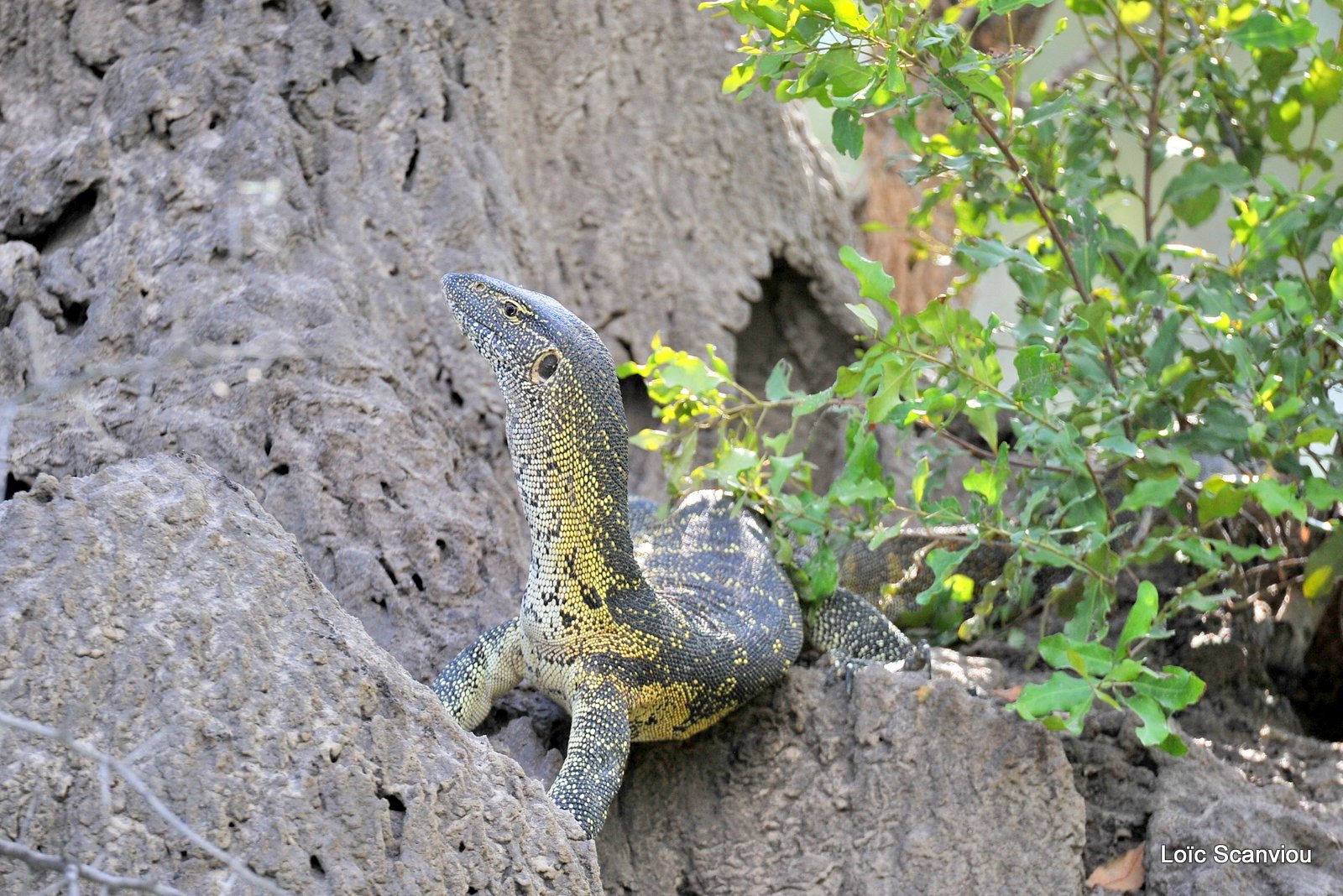Varan du Nil/Nile Monitor Lizard (1)