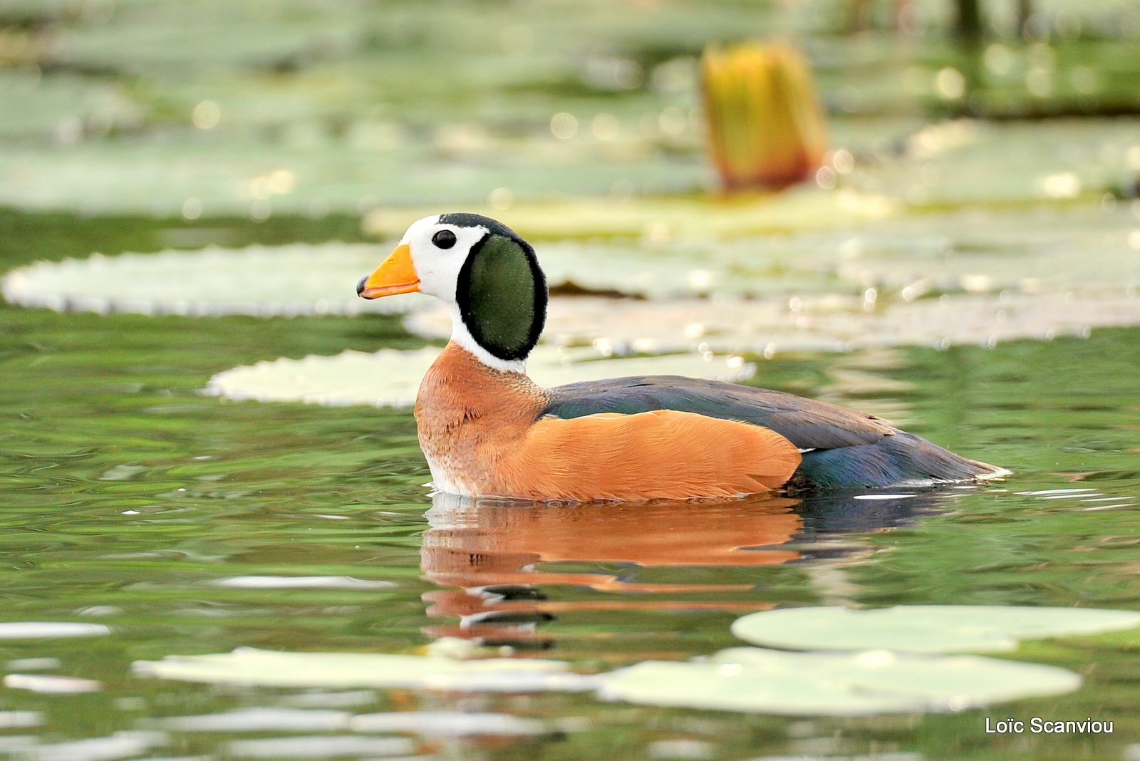 Anserelle naine/African Pygmy Goose (2)