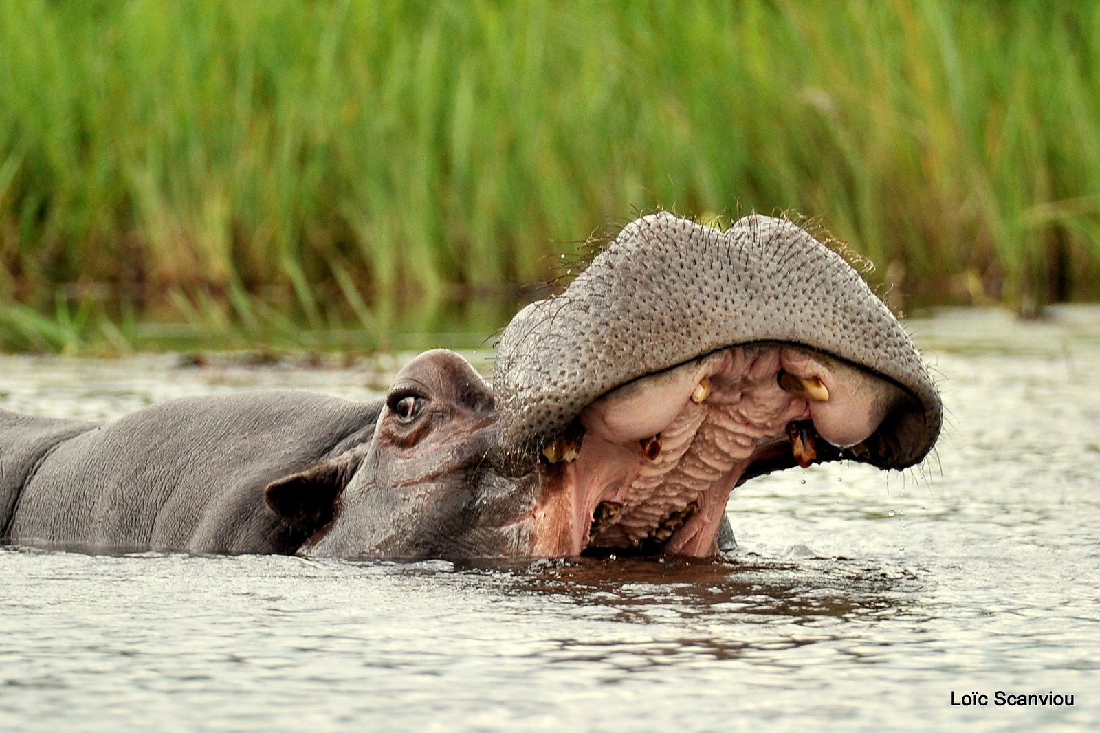Hippopotame amphibie/Hippopotamus (4)