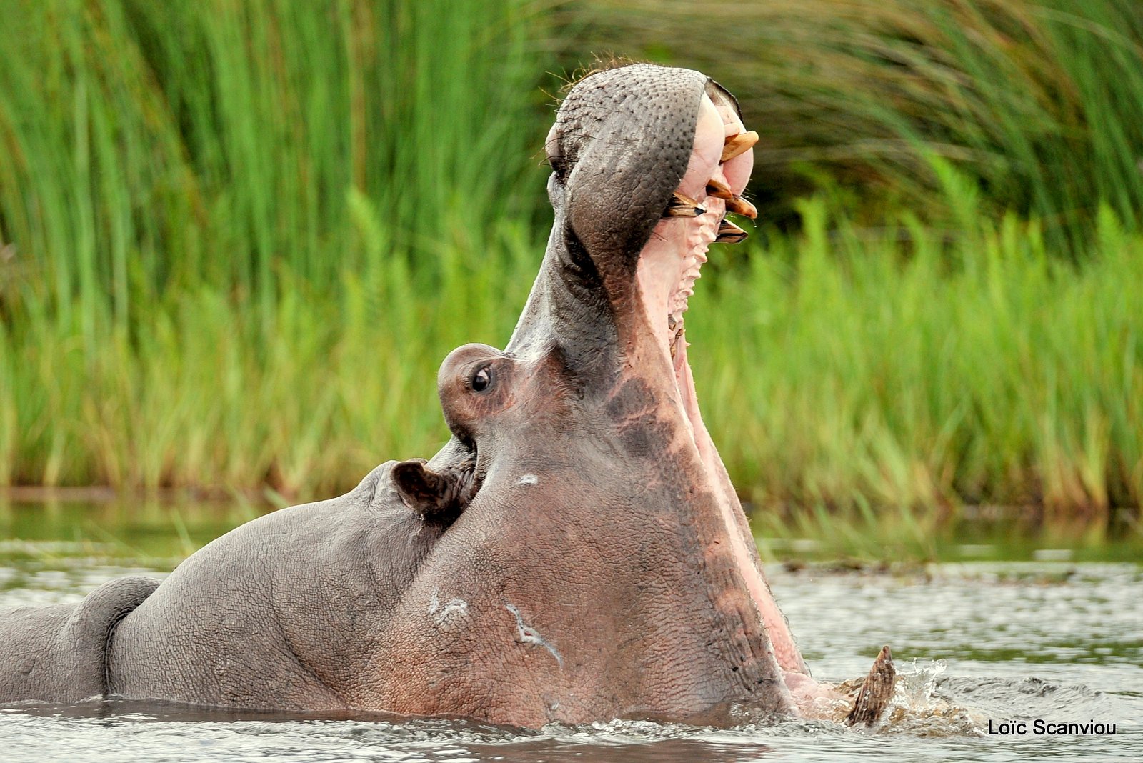 Hippopotame amphibie/Hippopotamus (5)