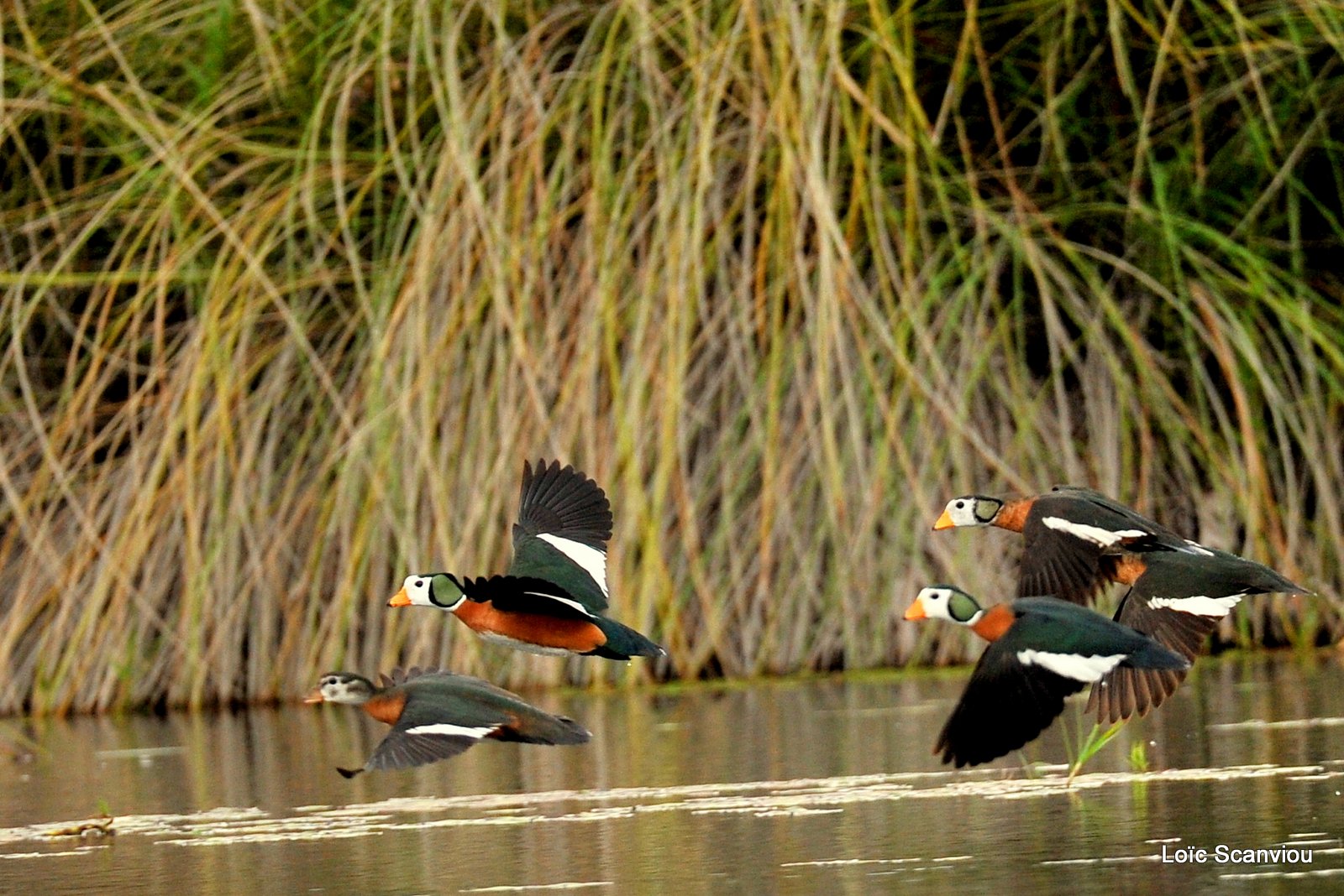 Anserelle naine/African Pygmy Goose (3)